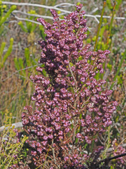 Erica globiceps consors