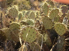 Opuntia chisosensis