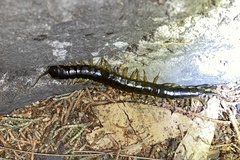 Scolopendra viridis