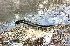 Scolopendra viridis