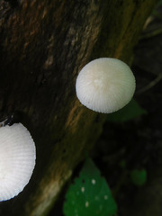 Pluteus niveus