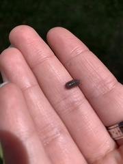 Armadillidium vulgare