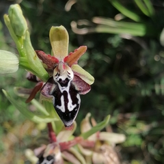 Ophrys cretica