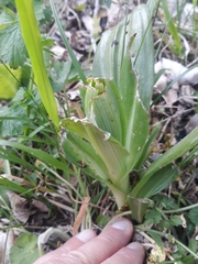 Himantoglossum hircinum