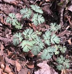 Dicentra canadensis