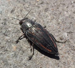 Buprestis lineata
