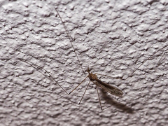 Dicranomyia