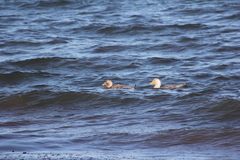 Tachyeres leucocephalus