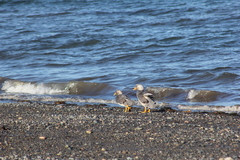 Tachyeres leucocephalus