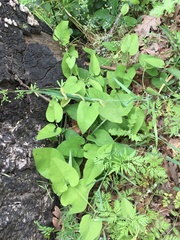 Aristolochia californica