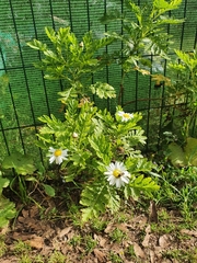 Argyranthemum broussonetii