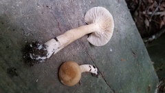 Lactarius fuliginosus