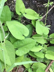 Aristolochia californica