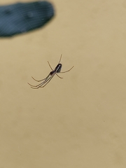 Leucauge