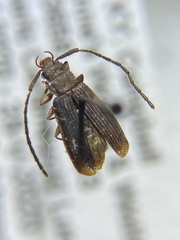 Uleiota dubia