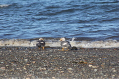 Tachyeres leucocephalus