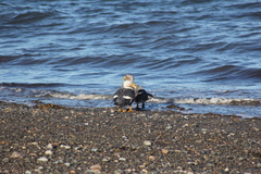 Tachyeres leucocephalus