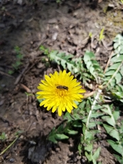 Platycheirus trichopus