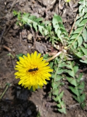 Platycheirus trichopus