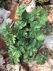 Dicentra canadensis