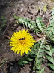 Platycheirus trichopus