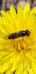 Platycheirus trichopus