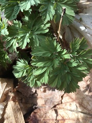 Dicentra canadensis