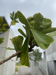 Brunfelsia portoricensis