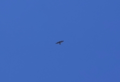Falconiformes