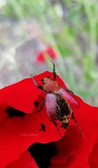 Pygopleurus syriacus