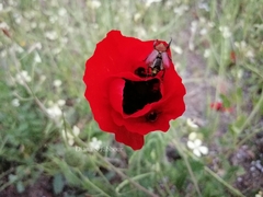 Pygopleurus syriacus