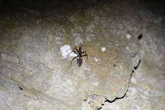 Acanthaspis immodesta