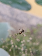 Leucauge