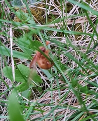Holochelus