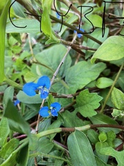 Commelina diffusa
