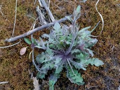 Arabidopsis arenosa arenosa