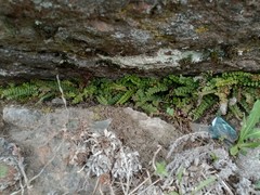Asplenium trichomanes trichomanes