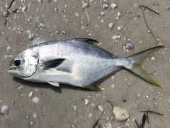 Trachinotus carolinus