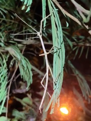 Cladomorphus phyllinus