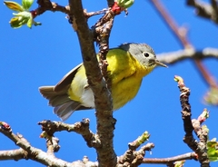 Leiothlypis ruficapilla image