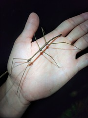 Ceroys perfoliatus