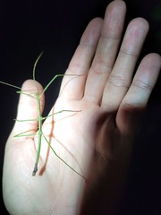 Ceroys perfoliatus