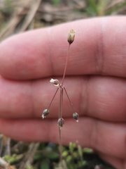 Holosteum umbellatum