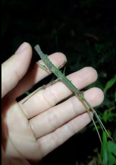 Ceroys perfoliatus