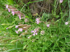 Silene secundiflora