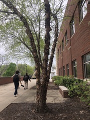 Betula papyrifera