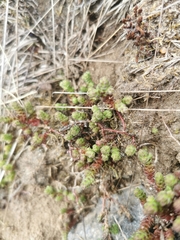 Sedum acre