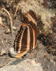 Dryadula phaetusa image