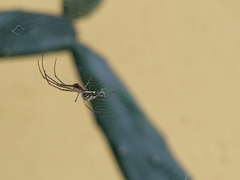 Leucauge