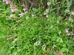 Silene secundiflora